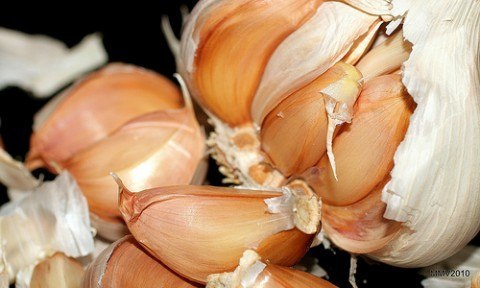 Ajo, antibiótico natural