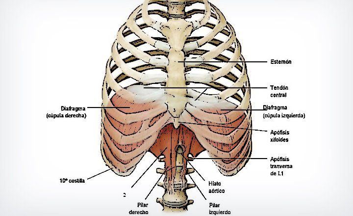 Qué es el diafragma | Anatomía, importancia y funciones - Demedicina.com